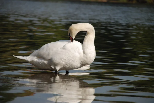 Cygne sur l'eau du lac — Photo