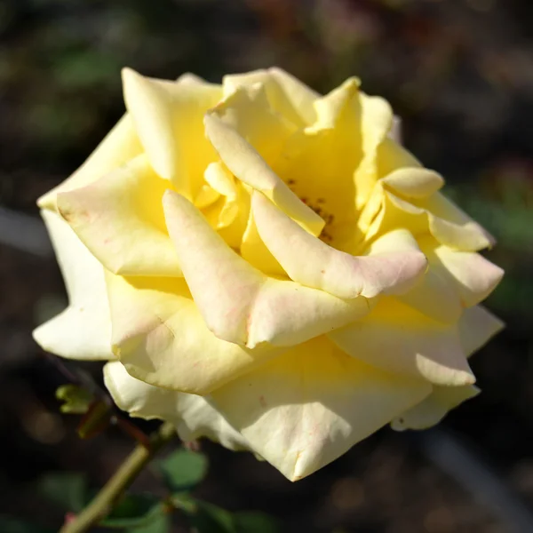 Yellow rose — Stock Photo, Image