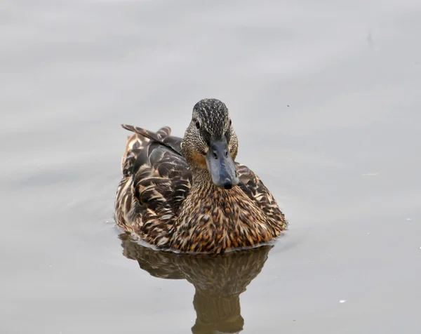 Wild duck — Stock Photo, Image