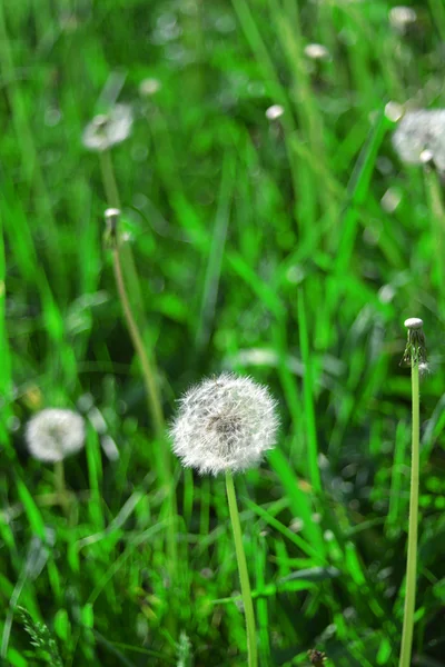 Paardenbloemen — Stockfoto