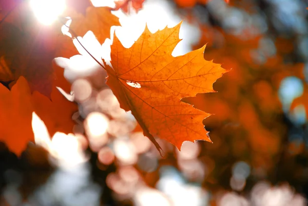 Geel blad — Stockfoto