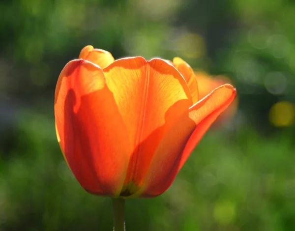 Gelbe Tulpe — Stockfoto