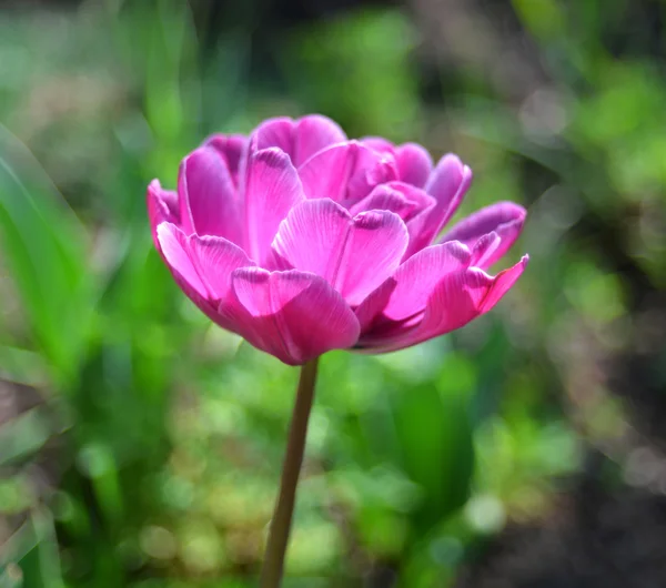 Rosa Tulpe — Stockfoto