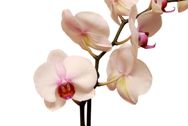 Орхідея на білому тлі — стокове фото