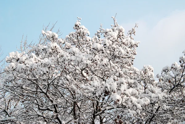 Paesaggio invernale — Foto Stock