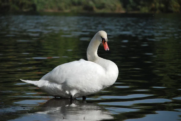 Cisne na água do lago — Fotografia de Stock