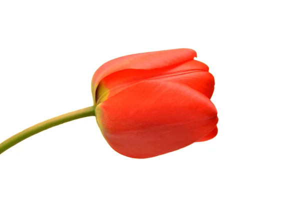 Tulipa vermelha — Fotografia de Stock