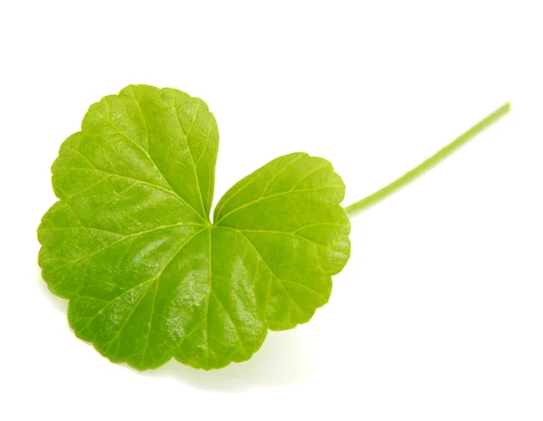 Hoja de pelargonio — Foto de Stock