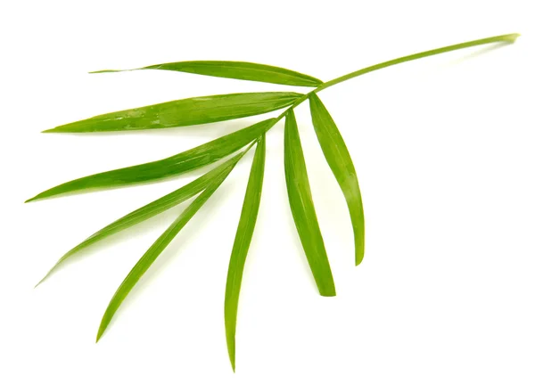Leaf on white background — Stock Photo, Image