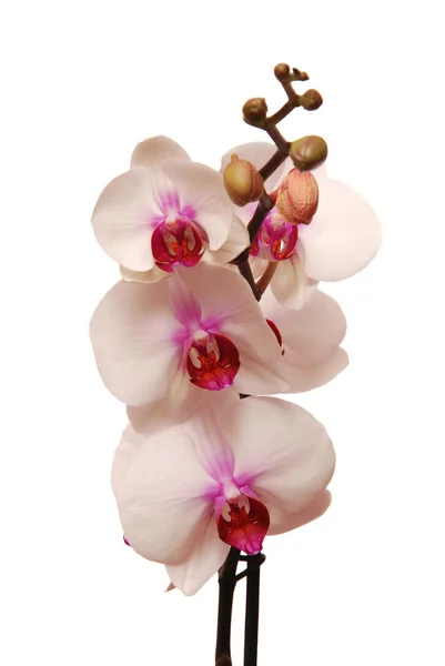 Орхідея на білому тлі — стокове фото