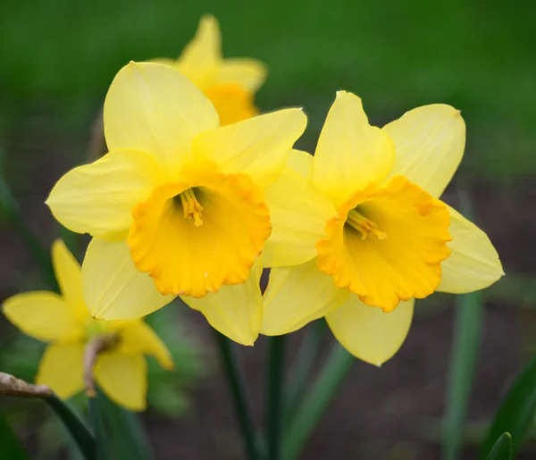 Narciso — Foto de Stock