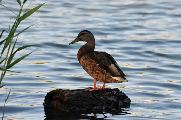 Wild duck — Stock Photo, Image