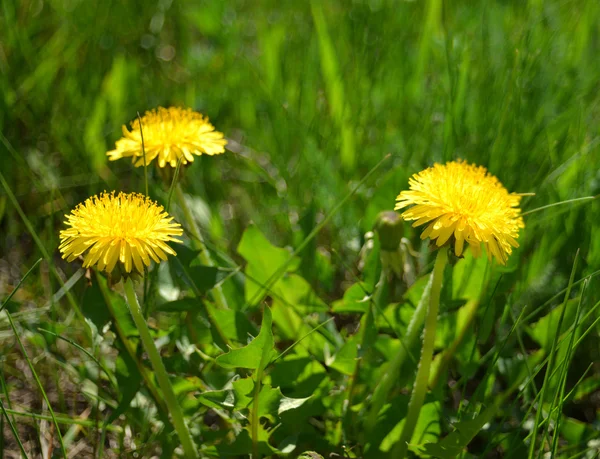 Yellow dandelions — Stock Photo, Image