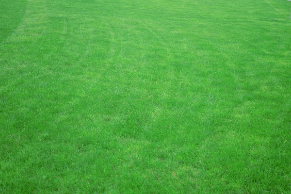 緑の芝生写真素材 ロイヤリティフリー緑の芝生画像 Depositphotos