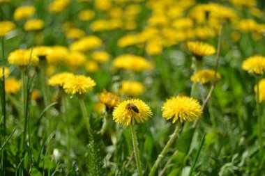 Dandelions ve arı