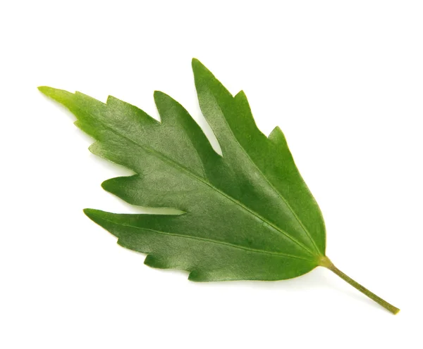 Hibiscus leaf — Stock Photo, Image