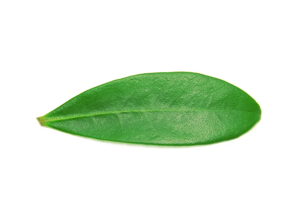 Hoja aislada única — Foto de Stock