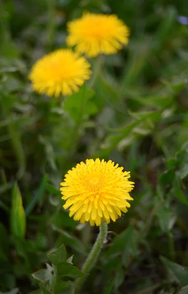 Yellow dandelions — Stock Photo, Image