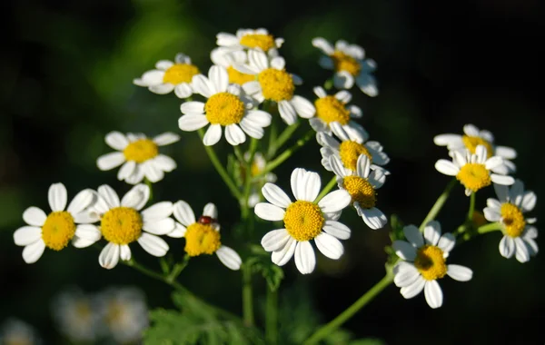 Marguerite blanche — Photo