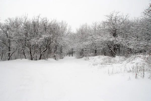 Paisaje invierno —  Fotos de Stock