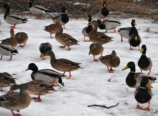 Wild duck — Stock Photo, Image