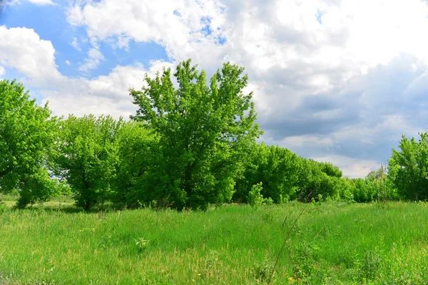 Bellissimi alberi — Foto Stock