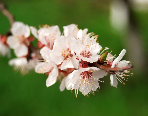 Blossoming flowers — Stock Photo, Image