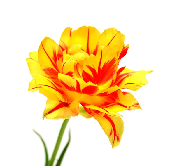 Tulipano giallo — Foto Stock