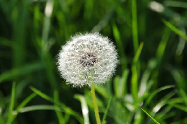 Paardebloem — Stockfoto