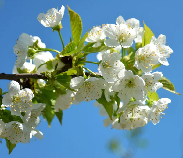 Blossoming cherry — Stockfoto