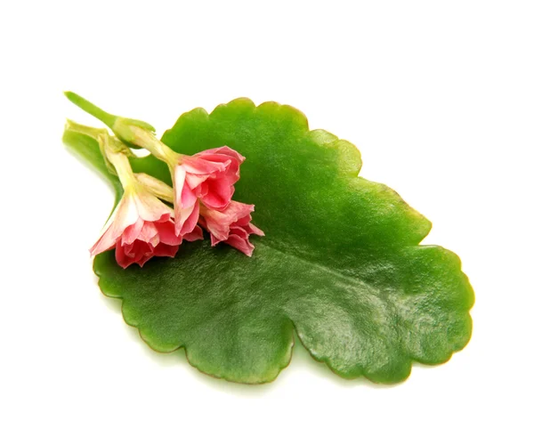 Kalanchoe leaf — Stock Photo, Image