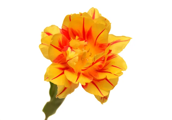 Tulipano giallo — Foto Stock