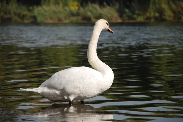Cisne na água do lago — Fotografia de Stock
