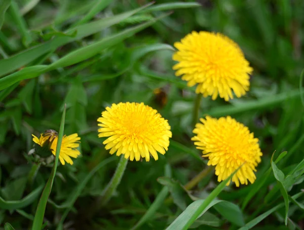 Yellow dandelions — Stock Photo, Image