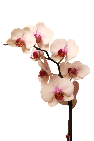 Orchidea, fehér háttér — Stock Fotó