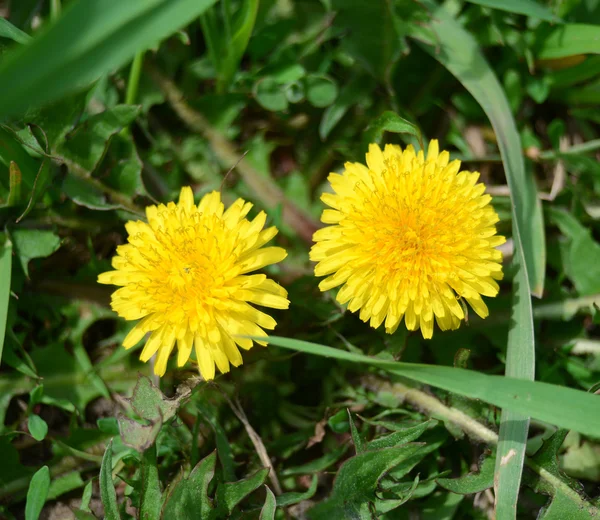 Yellow dandelions — Stock Photo, Image