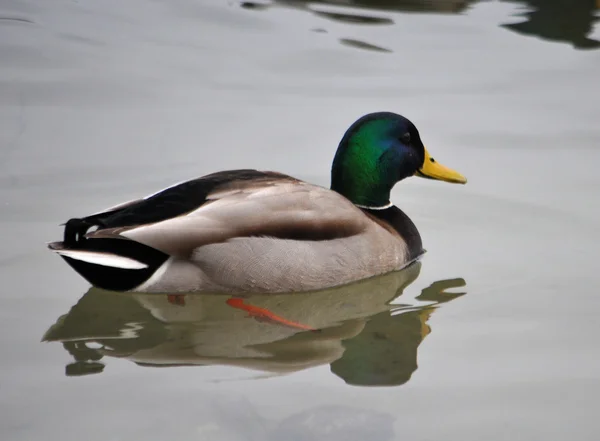 Wild duck — Stock Photo, Image