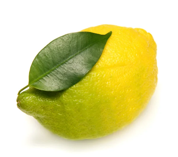 Citron på vit bakgrund — Stockfoto