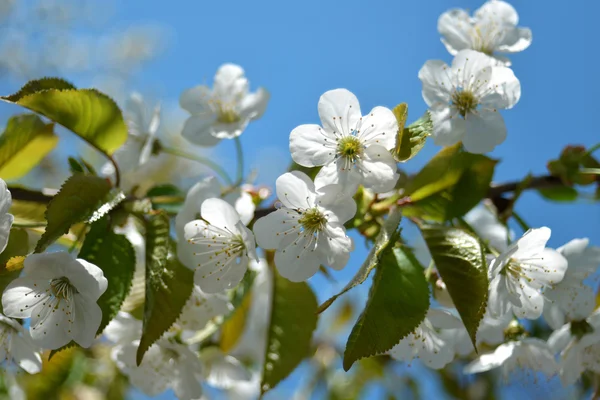Kwitnąca wiśnia — Zdjęcie stockowe