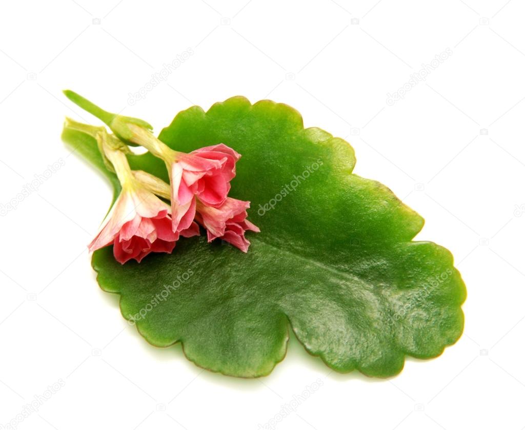 Kalanchoe leaf
