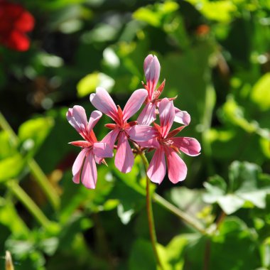 Pink geranium clipart