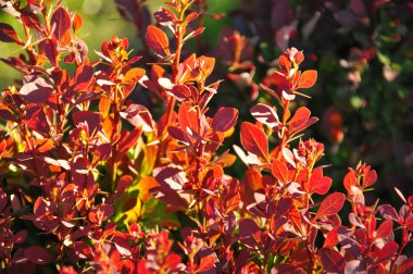 Kızamık yaprakları