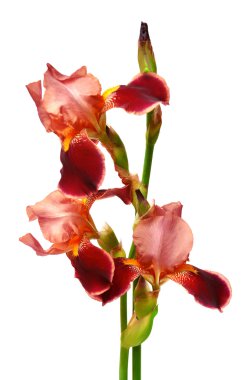 Beyaz arkaplanda iris