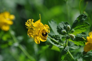 kırlangıçotu ve arı