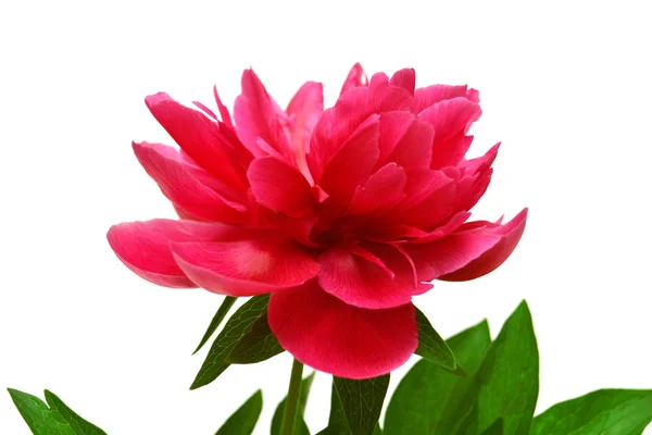 Peonia rosa — Foto Stock