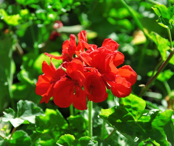 Red geranium — Stock Photo, Image