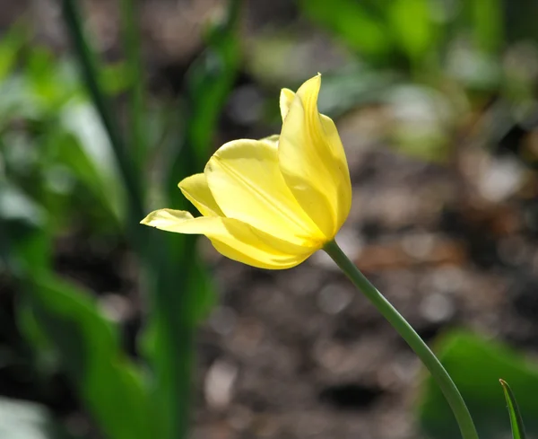 Yellow tulip — Stock Photo, Image