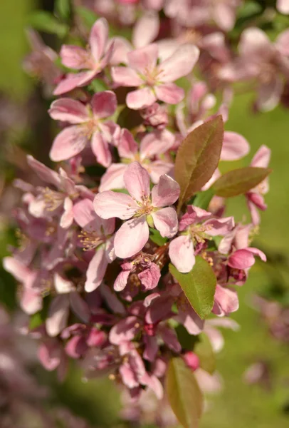 Paradijs appel — Stockfoto