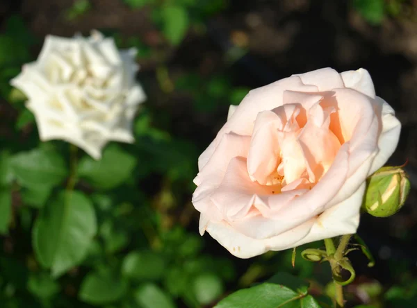 Pink rose — Stock Photo, Image