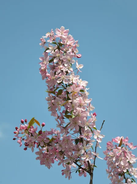 天堂苹果 — 图库照片